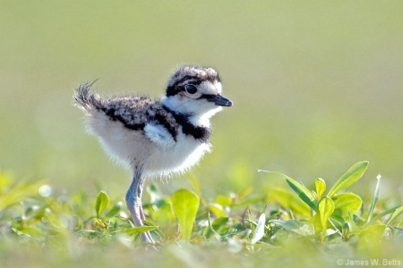 Baby Killdeer