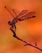Copper Dragonfly