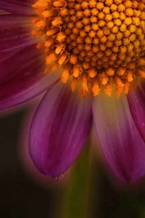 Dahlia with Water Drop