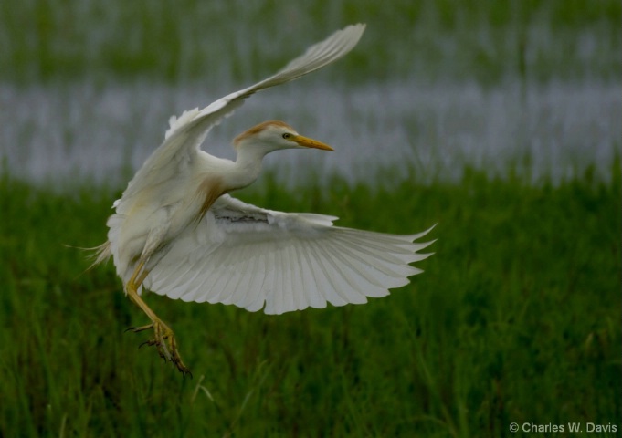 Cattle Egret ll