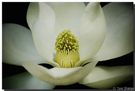 Magnolia Bloom