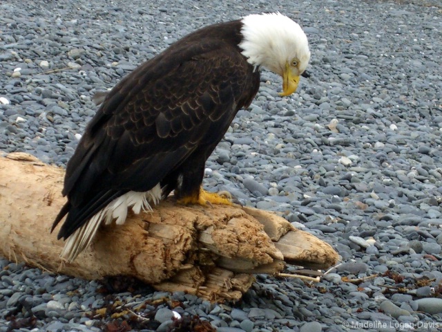 Eagle on log in Homer Alaska 