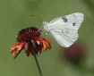 Checkered White B...