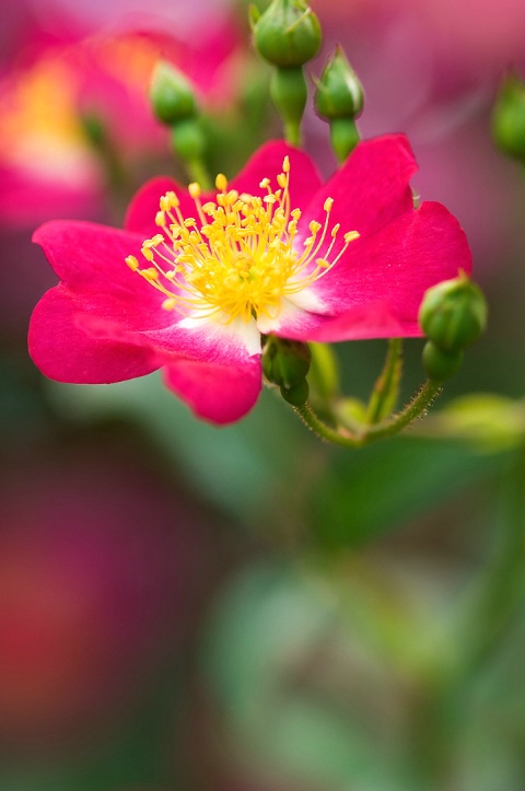 Pink Beauty