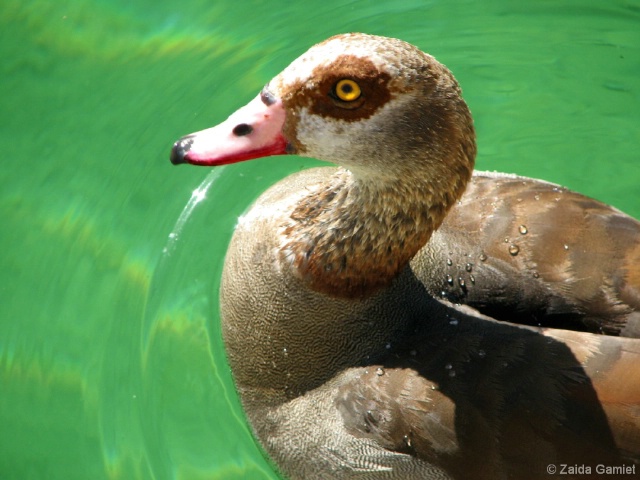 Water Off A Duck's Back