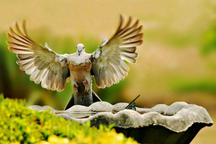 On The Wings Of A Dove