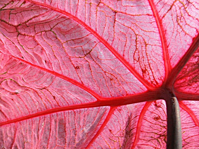 Leaf Arteries