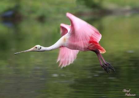 Spoonbill  Flight