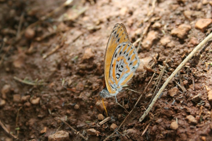 Butterfly -- Close-up mode -- Balance