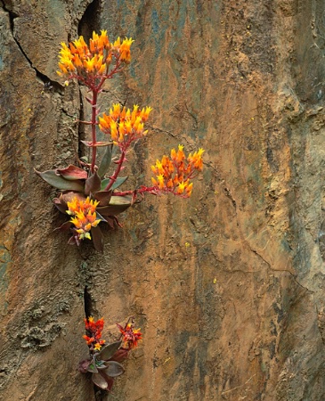 Stonecrop, Merced River Canyon, CA