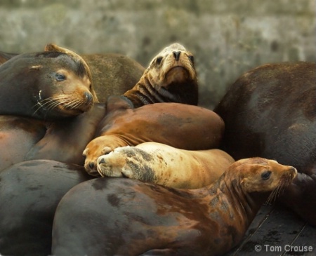 Sea Lion Pyramid