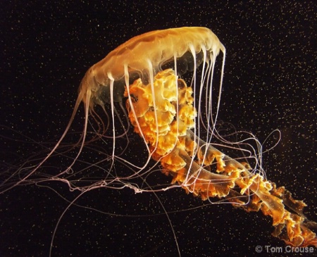 Black Sea Nettle