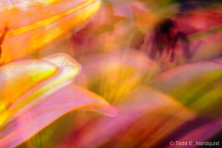 Lily Abstract