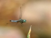 Dragonflight