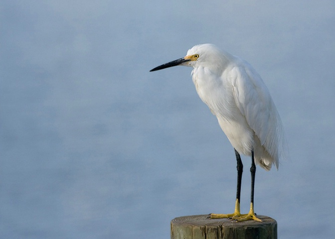 Snowy Egret on a Post
