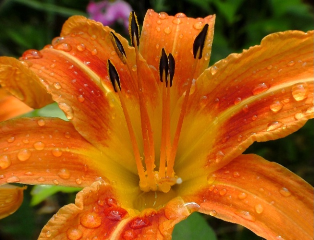 Dew On The Lily