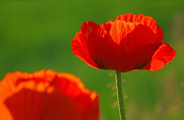 Poppies!