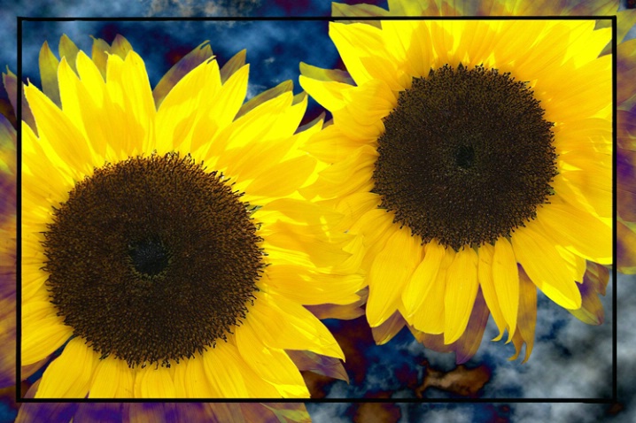 sunflower fantasy