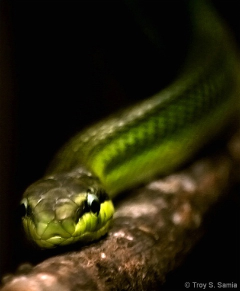 Snake Stare