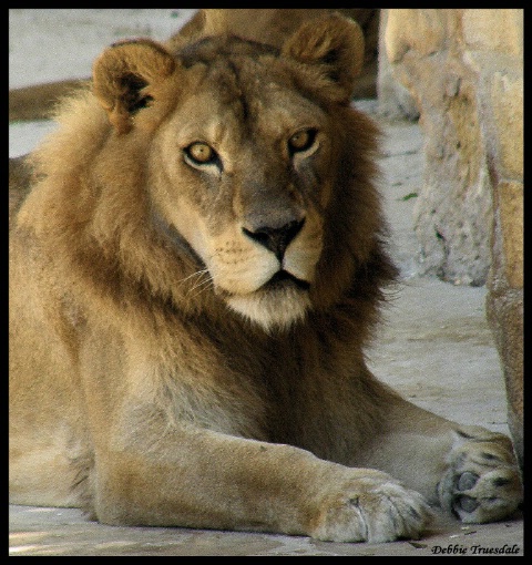 Lion 2