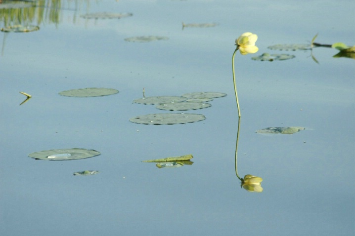 Pond Flower - ID: 4053998 © Raven Schwan-Noble