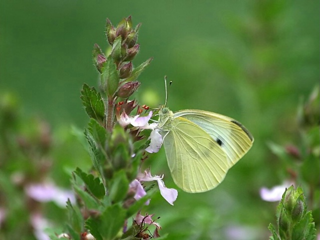 Cabbage White