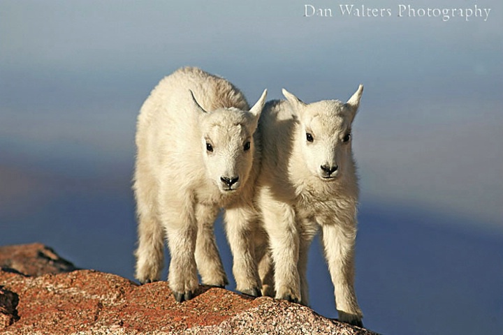 Mountain Goat Kids
