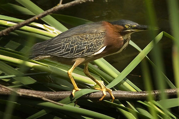 Green Heron - ID: 4055132 © John Tubbs