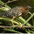 2Green Heron - ID: 4055132 © John Tubbs
