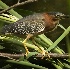 2Green Heron - ID: 4055132 © John Tubbs