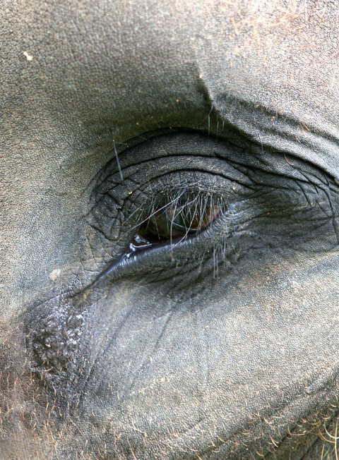 Eye of the Elephant