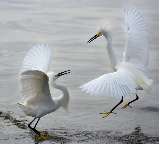 Snowy Egrets Having a Squabble
