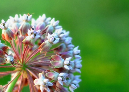 Glowing  Milkweed