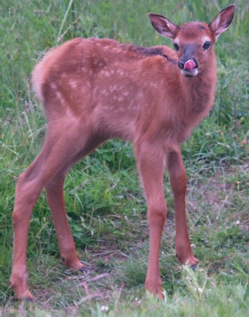 Roosevelt Elk Calf