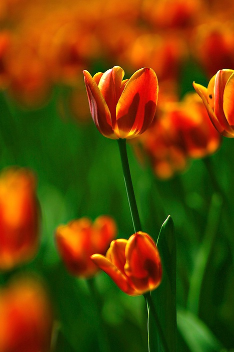 Tulip Focus