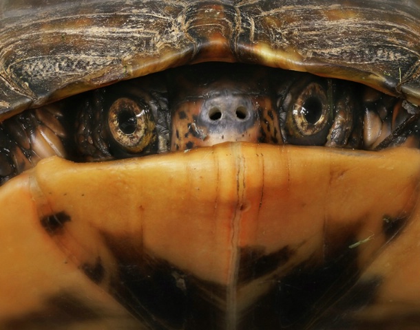 Box Turtle