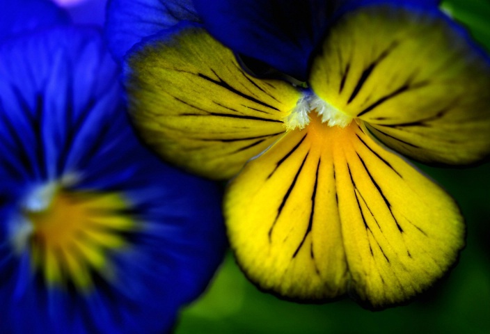 Pansies