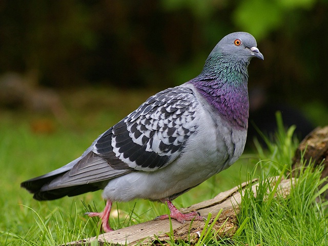 Rock Dove