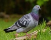 Rock Dove