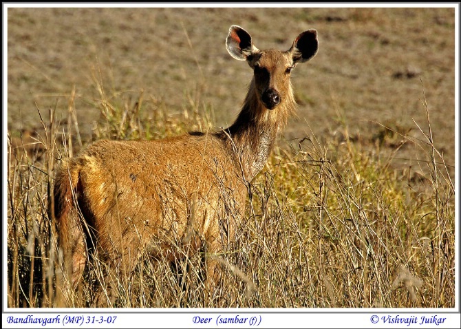 Deer ( Sambar) - ID: 4061591 © VISHVAJIT JUIKAR