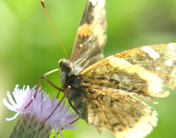 Well Worn Wings