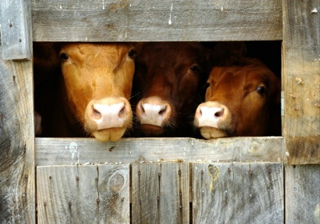 My Three Cows