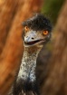 Boo! An Emu.