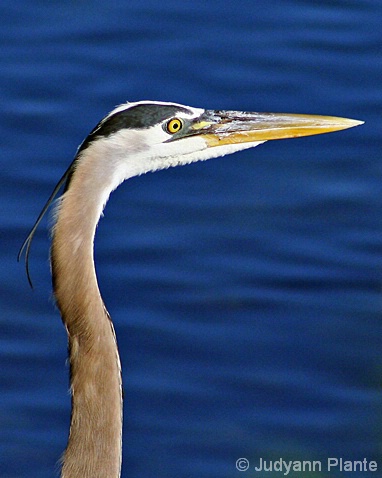 Heron Portrait