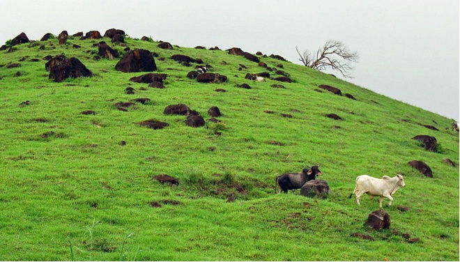 Hillside & The Cows