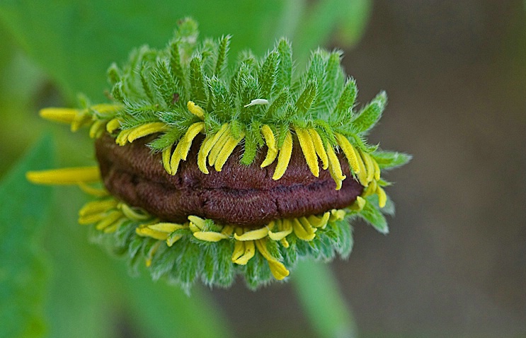 The Thang (fasciated blossom of Black-eyed Susan)