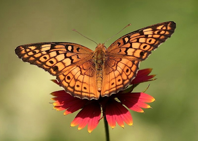 Varigated Fritillary