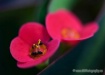 Buttercup