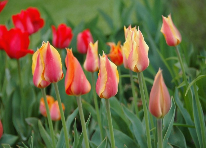 F10 Pink & Red Tulips