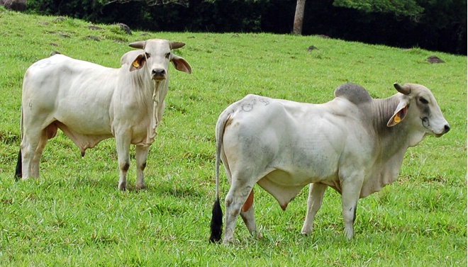 Costa Rican Brahman Bull